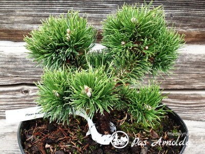 Pušis kalninė ,Jakobsen' (lot. Pinus mugo)